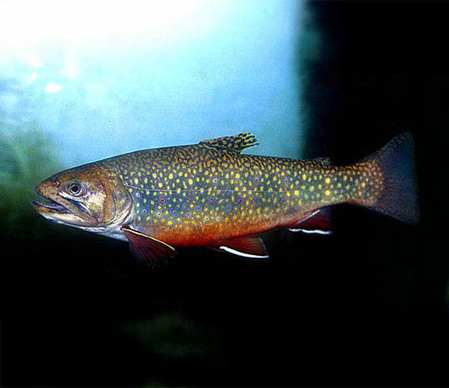 Brook trout